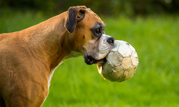 Boxer with Soccer ball outdoors