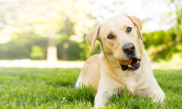 Yellow lab on grass with ball