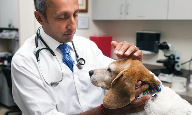Dr. Chand Khanna with a Beagle patient