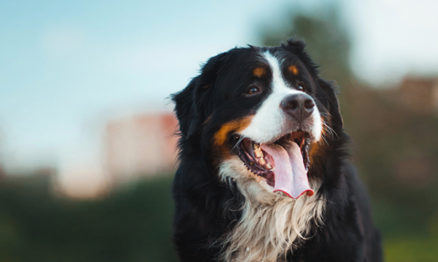 bernese mountain dog in city park