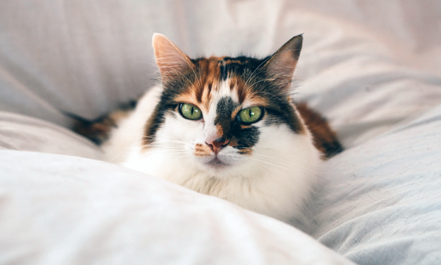 calico cat in bedding green eyes