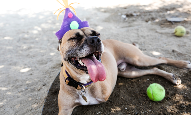 cancer survivor birthday 3 legged pittie mix