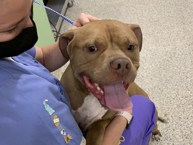 sweet smiling pittie patient at Premier Vet